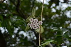 Hoya Lorelai