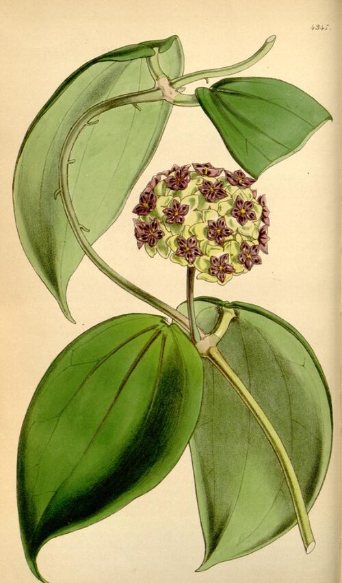 Hoya Macrophylla Albomarginata