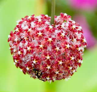 Hoya Mindorensis