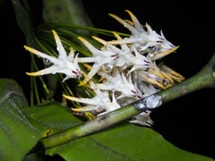 Hoya Multiflora