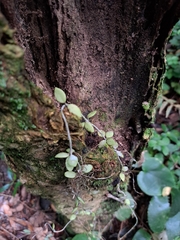 Hoya Nummularioides