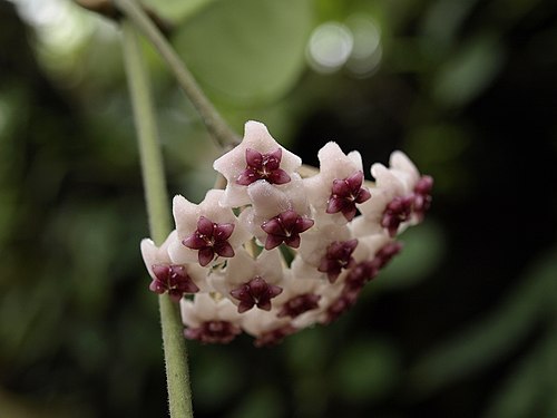 Hoya Obovata
