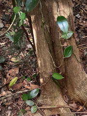Hoya Parasitica