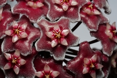 Hoya Pubicalyx