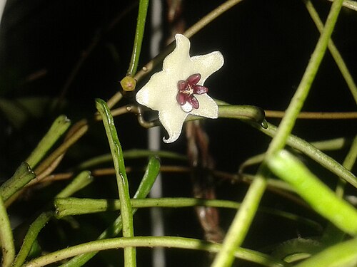 Hoya Retusa