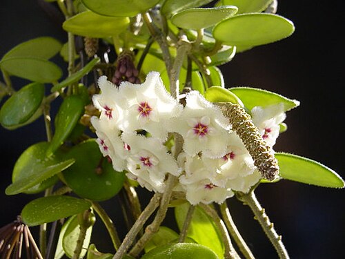 Hoya Serpens