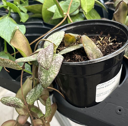 Hoya Sigillatis