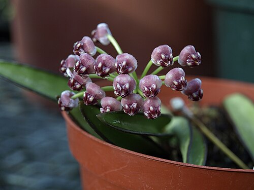 Hoya Wayetii