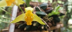 Lycaste Aromatica