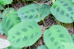 Maranta Leuconeura 'Kerchoveana'