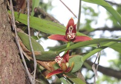 Maxillaire Cocotier