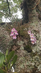 Miltoniopsis Vexillaria