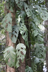 Monstera Acuminata