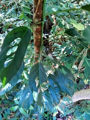 Monstera Adansonii