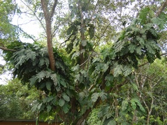 Monstera Dubia