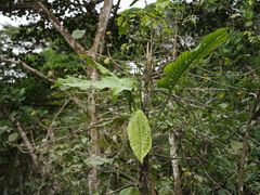 Monstera Lechleriana