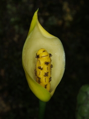 Monstera Obliqua Peru