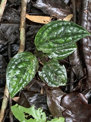 Monstera Pinnatipartita