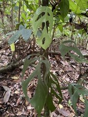 Monstera Praetermissa