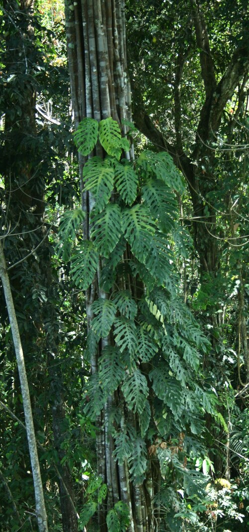 Monstera sp. Peru