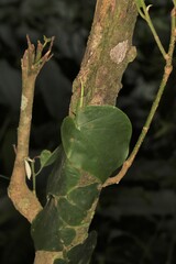 Monstera Spruceana