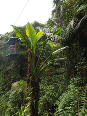 Monstera Standleyana Albo