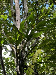 Monstera Xanthospatha