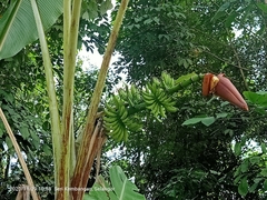 Musa Acuminata Cavendish