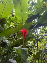 Musa Coccinea (Banane Écarlate)