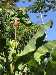 Musa Laterita