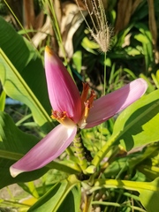 Musa Ornata
