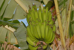 Musa Paradisiaca (Plantain)