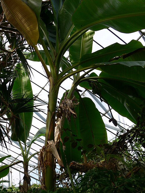 Musa Sikkimensis
