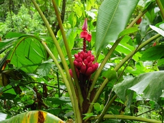 Musa Velutina (Banane Rose)