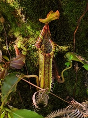 Nepenthes Maxima