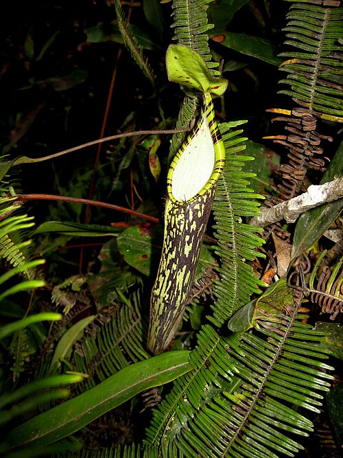 Nepenthes Spectabilis