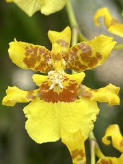Oncidium Pluie d'Or