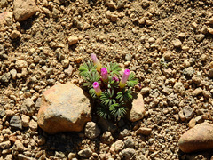 Oxalis Adenophylla (Trèfle argenté)