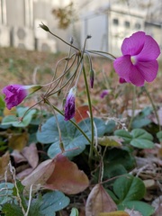 Oxalis Bowiei