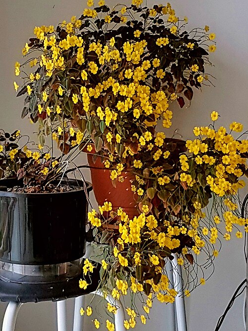 Oxalis Fire Fern