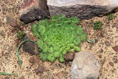 Oxalis Palmifrons
