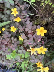 Oxalis Spiralis