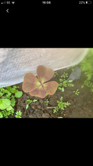 Oxalis Iron Cross