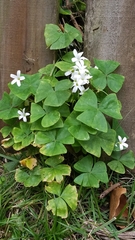 Oxalis Triangularis (Pourpre)