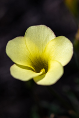 Oxalis Versicolor (Candy Cane)