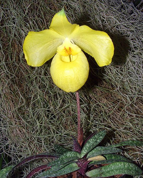 Paphiopedilum Armeniacum