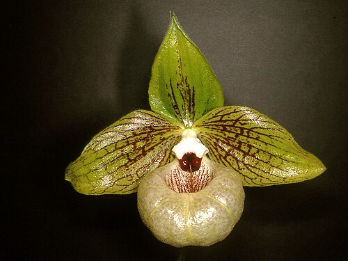 Paphiopedilum Malipoense