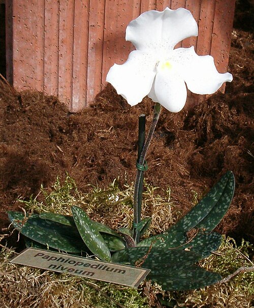 Paphiopedilum Niveum
