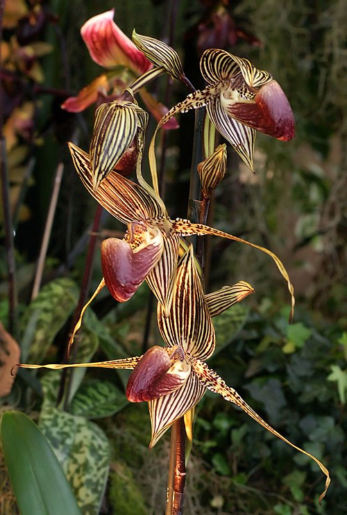 Paphiopedilum Rothschildianum
