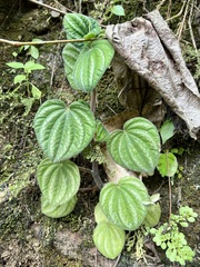 Peperomia Albovittata 'Piccolo Banda'